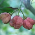Euonymus europaeus